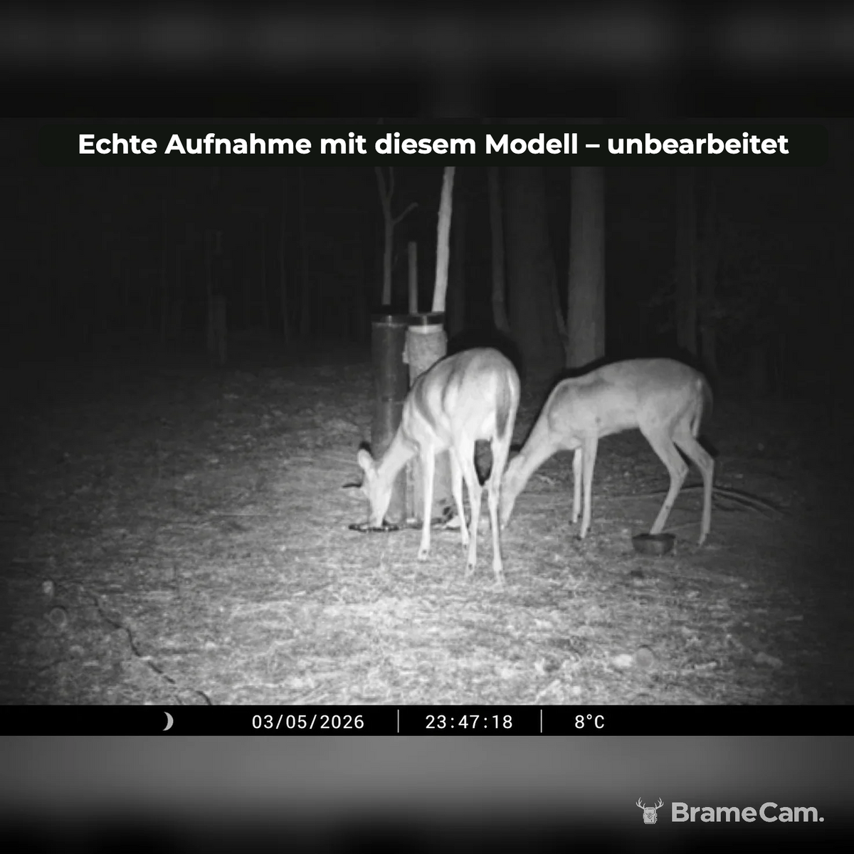 Infrarot-Nachtaufnahme eines Rehs mit der BrameCam WLAN-Wildkamera 32 MP