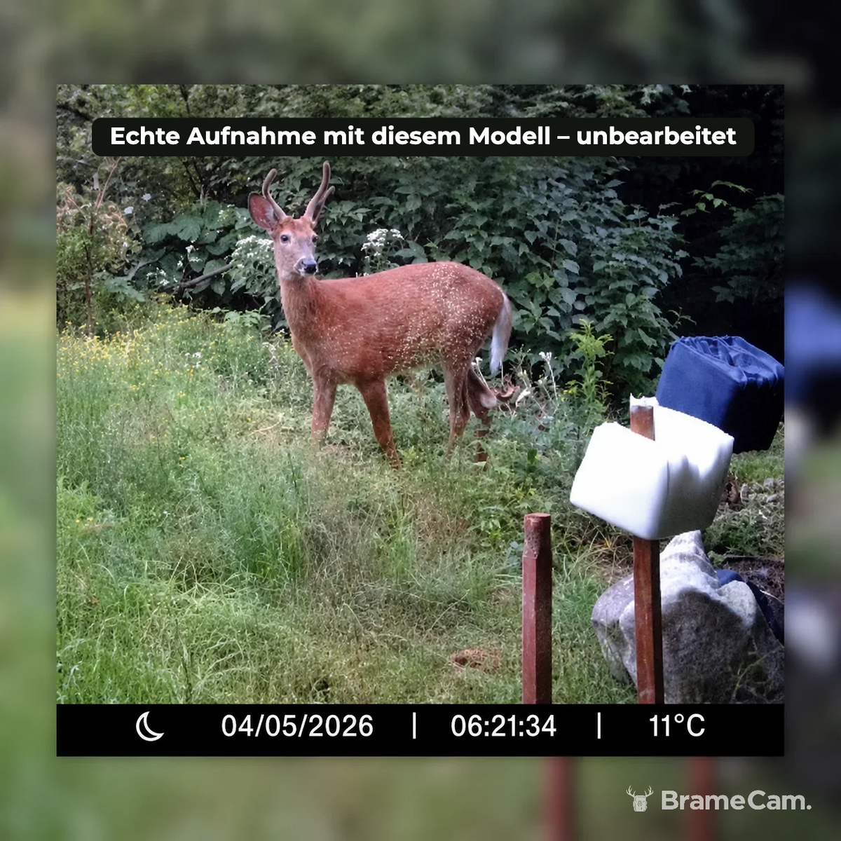 Tagaufnahme eines Rehs mit der BrameCam WLAN-Wildkamera 32 MP