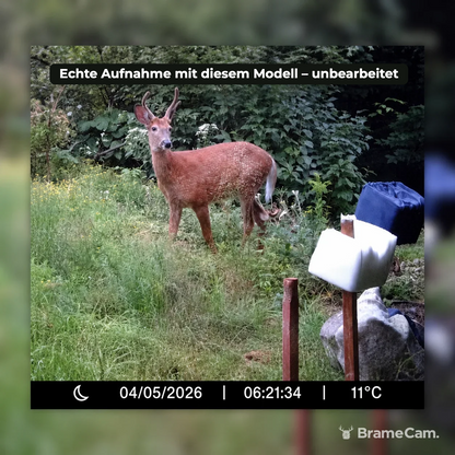 Tagaufnahme eines Rehs mit der BrameCam WLAN-Wildkamera 32 MP