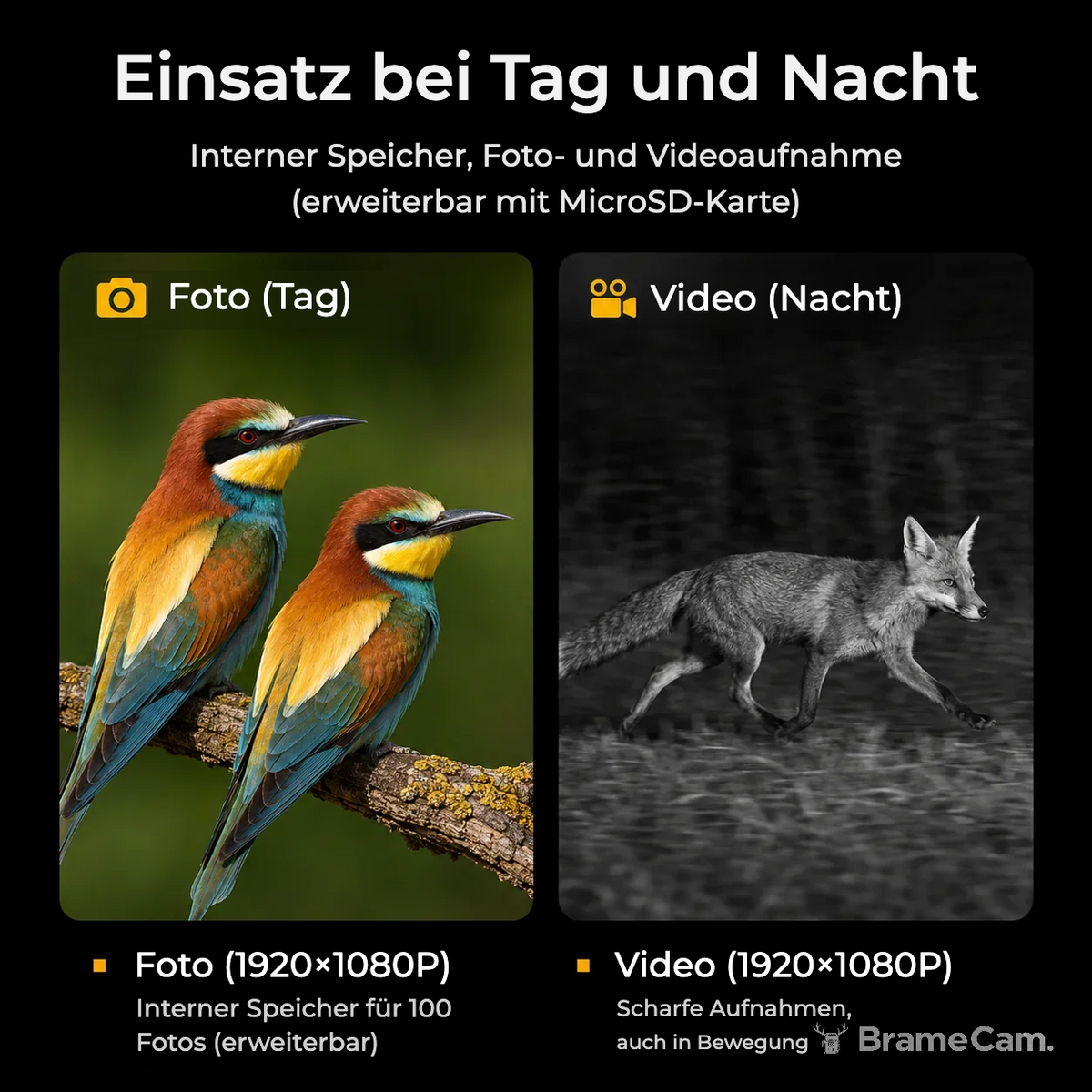 BrameCam Fernglas: Farbsicht bei Tag, Infrarotsicht bei Nacht