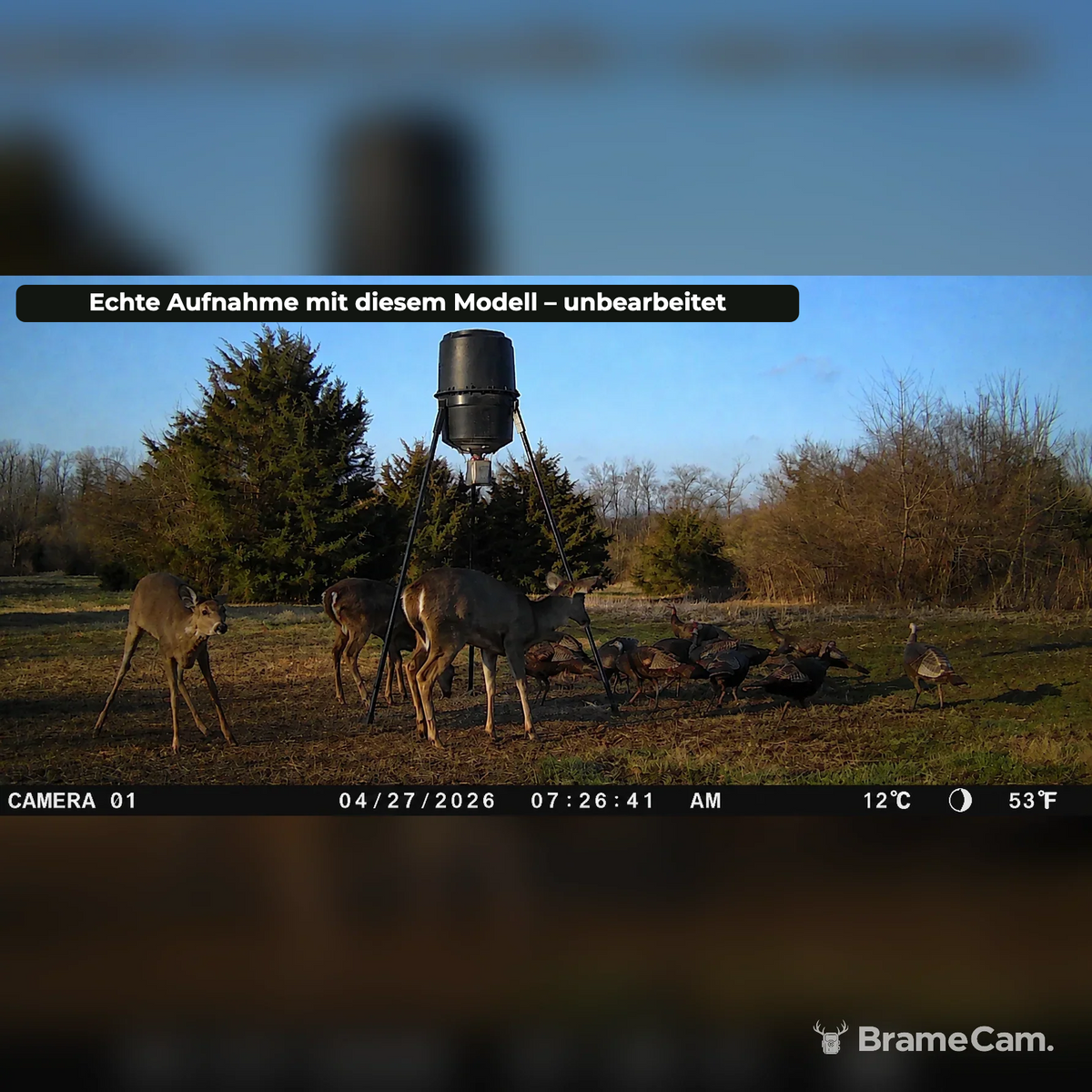 Tagaufnahme der BrameCam Full-HD-Wildkamera