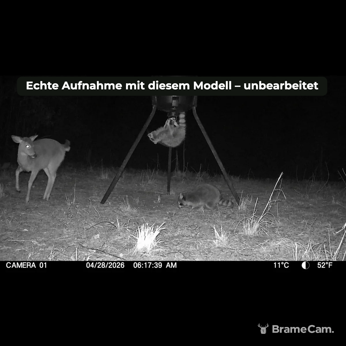 Infrarot-Nachtaufnahme der BrameCam Full-HD-Wildkamera
