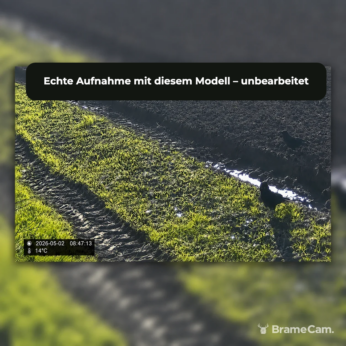 Tagaufnahme eines Vogels mit der BrameCam Wildkamera 16 MP