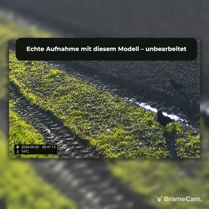 Tagaufnahme eines Vogels mit der BrameCam Wildkamera 16 MP