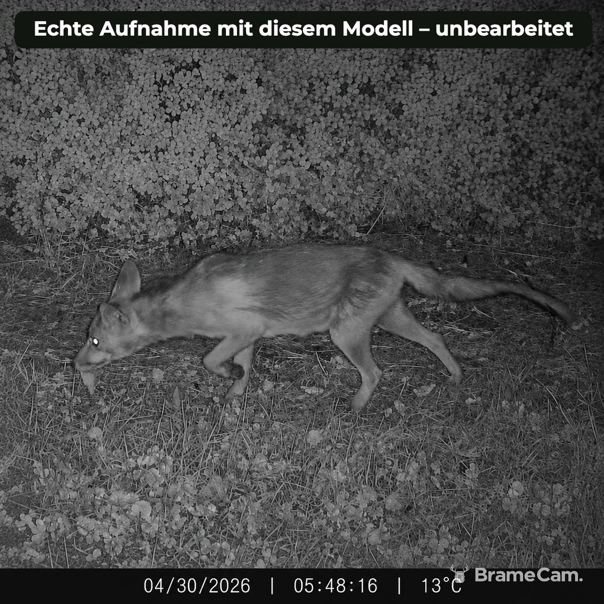 Infrarot-Nachtaufnahme eines Fuchses mit der BrameCam Wildkamera 16 MP