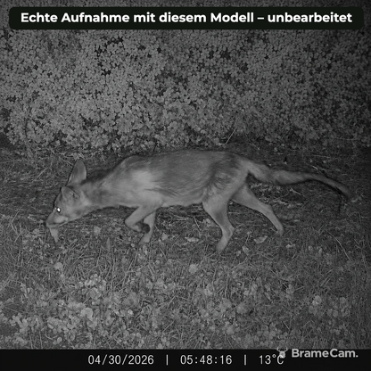 Infrarot-Nachtaufnahme eines Fuchses mit der BrameCam Wildkamera 16 MP